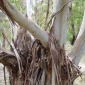 Drzewa Australii... 
