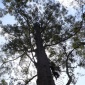 Melbourne Cup/Wysokie drzewa