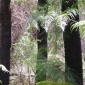Melbourne Cup/Wysokie drzewa
