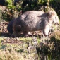 Wombat...