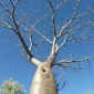 Baobab...